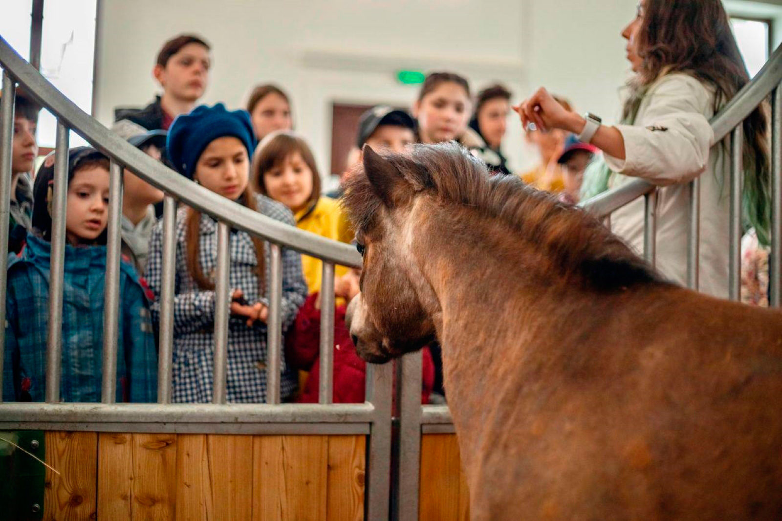 Фестиваль национальных пород лошадей в парке Дружбы – события на сайте «Московские Сезоны»