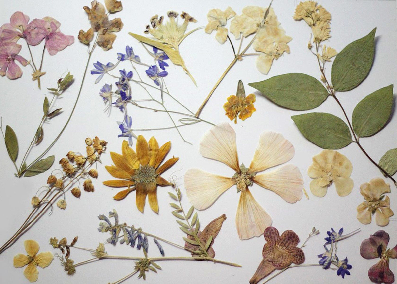 «Времена года. Гербарий» в библиотеке № 244 – события на сайте «Московские Сезоны»