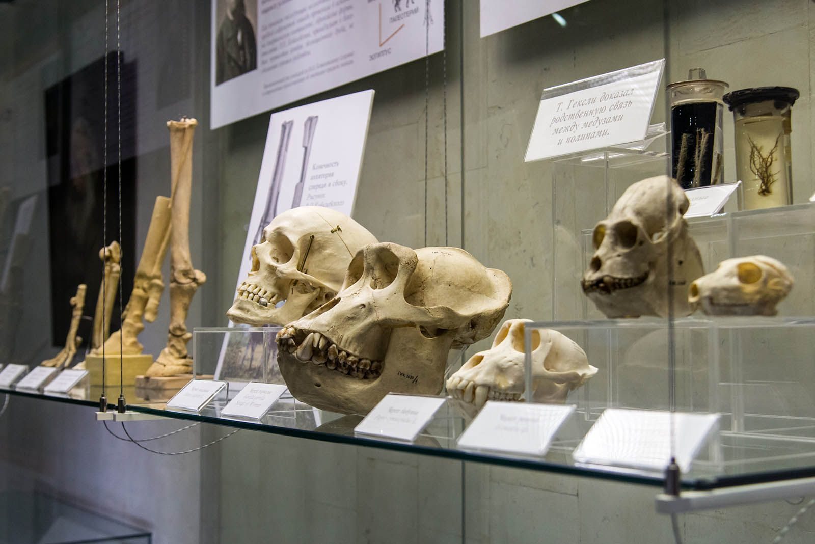 Лекция антрополога Станислава Дробышевского в библиотеке № 252 – события на сайте «Московские Сезоны»