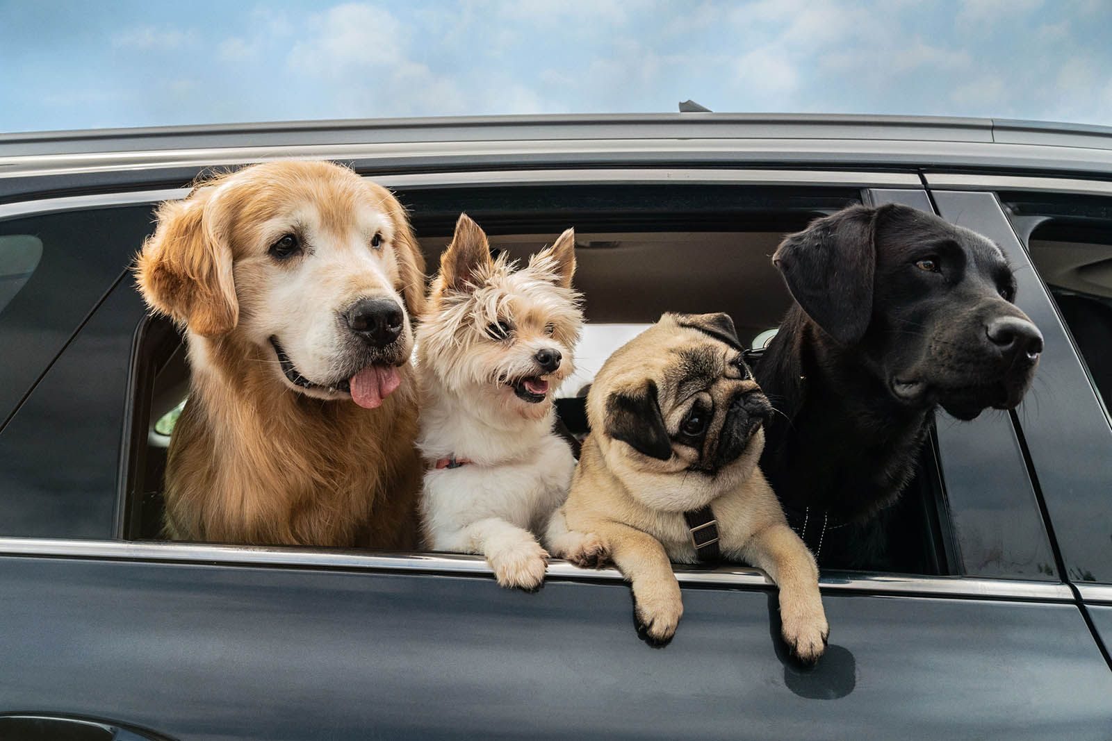 «Мой пес Руни» в Музее Победы – события на сайте «Московские Сезоны»