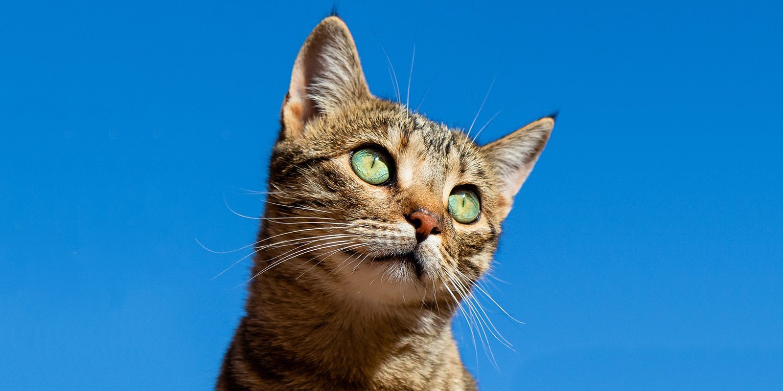 Интерактивная программа для детей к Всемирному дню животных в культурном центре «Лидер» – события на сайте «Московские Сезоны»