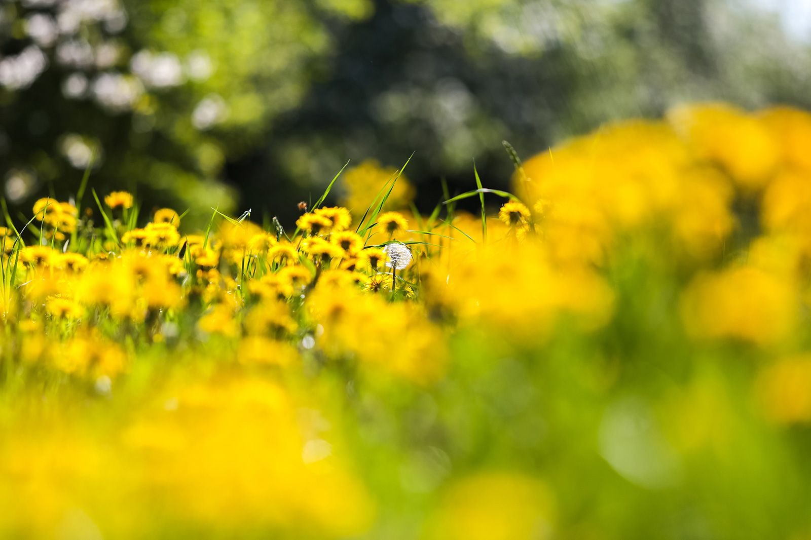 «Вино из одуванчиков» в библиотеке № 94 – события на сайте «Московские Сезоны»
