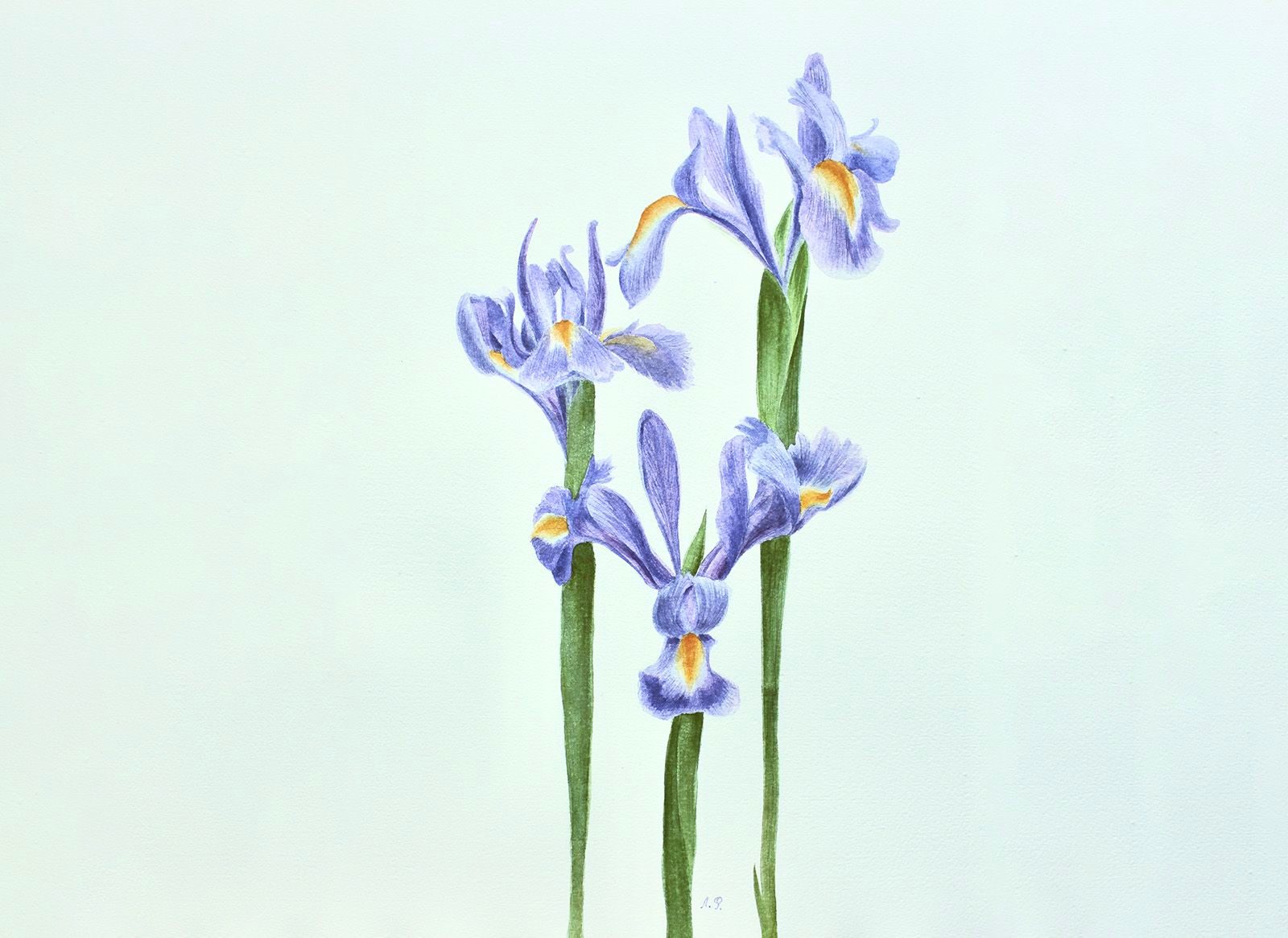 «Создание ботанической иллюстрации» в библиотеке № 250 – события на сайте «Московские Сезоны»