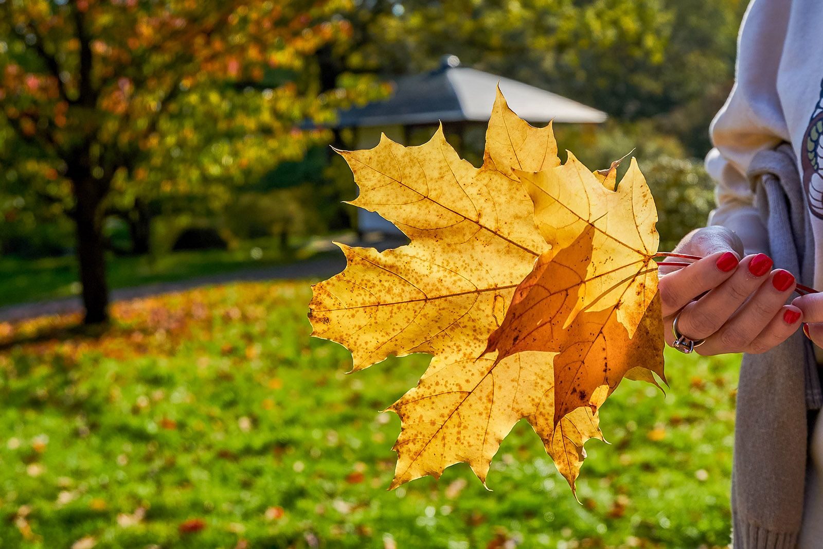 Концерт вокального ансамбля PrimaVera «Осенние этюды» в Доме культуры «Содружество» – события на сайте «Московские Сезоны»