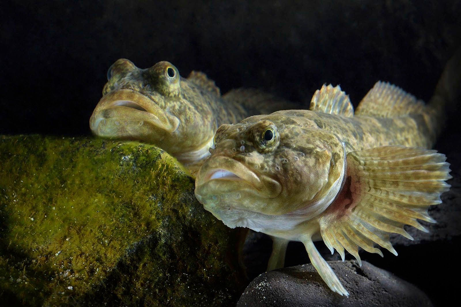 «Тайны байкальских глубин» в Дарвиновском музее – события на сайте «Московские Сезоны»