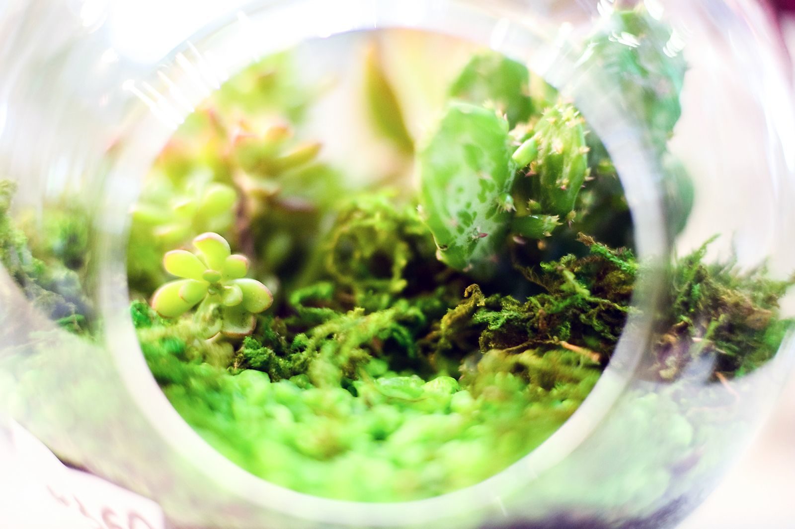 «Зимний сад» в библиотеке № 254 – события на сайте «Московские Сезоны»