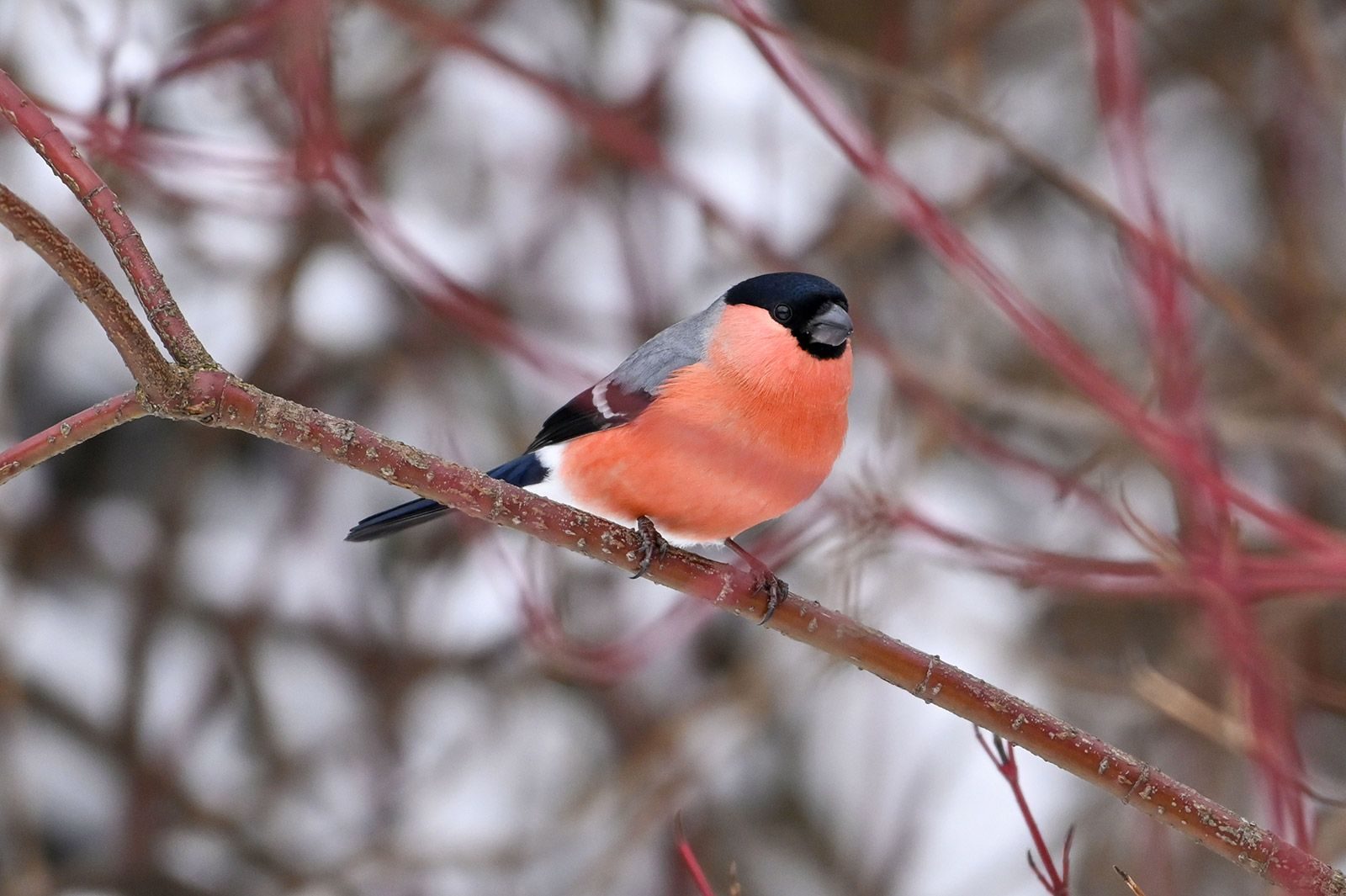 «Лесной сказочник» в детской библиотеке № 236 – события на сайте «Московские Сезоны»