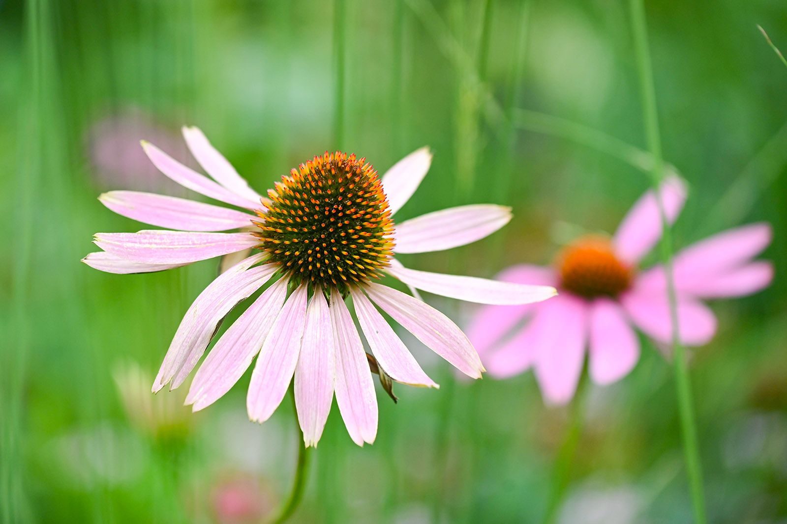 «Окно в весну» в библиотеке № 233 – события на сайте «Московские Сезоны»