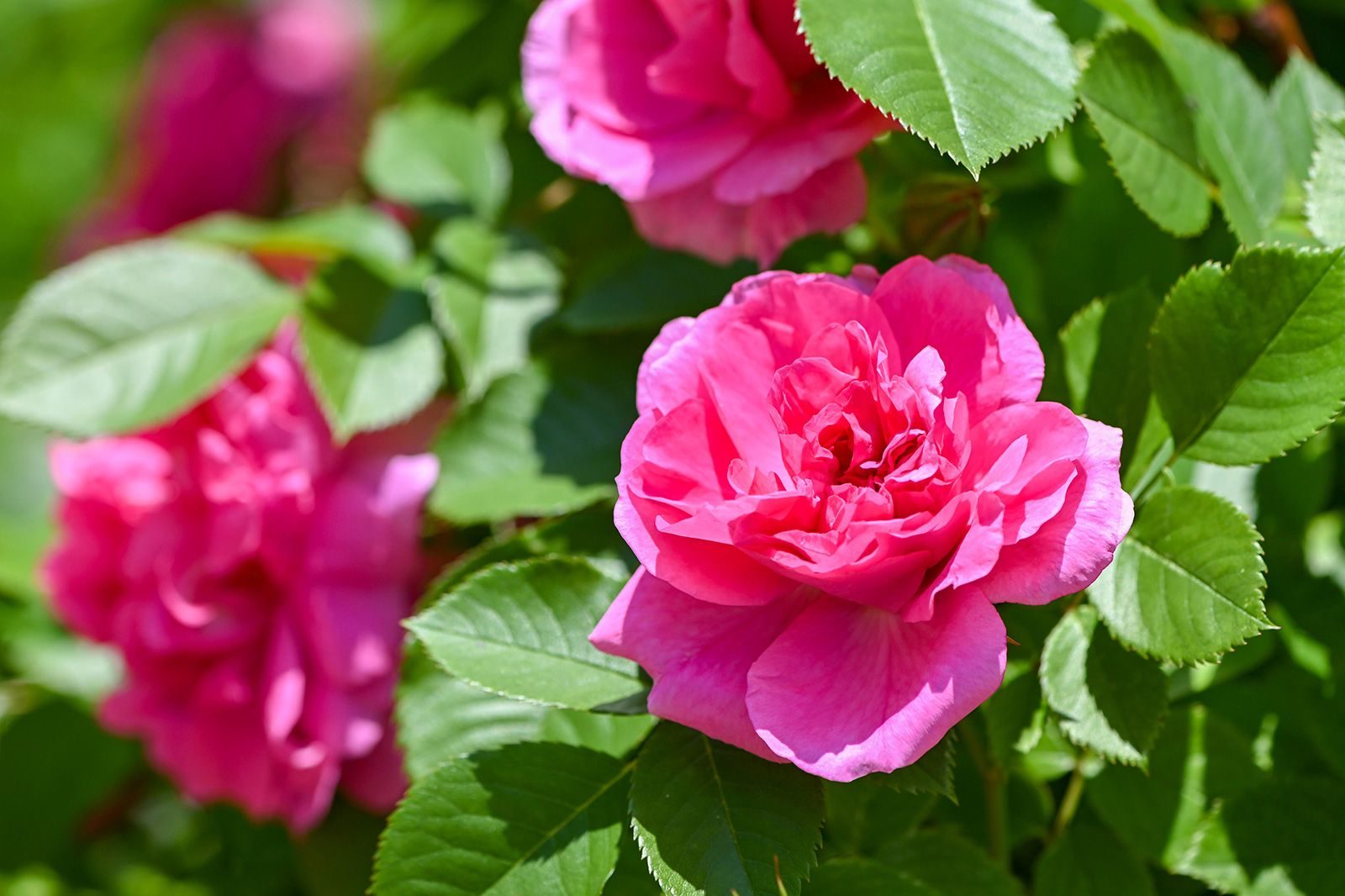 «Цветочное настроение» в библиотеке № 72 – события на сайте «Московские Сезоны»